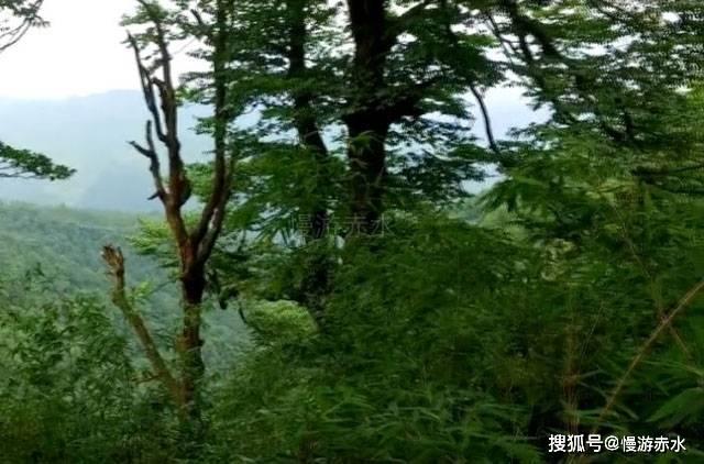 口袋森林世界杯防守战